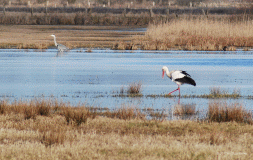 Weisstroch-graureiher