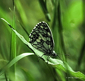 Schachbrett _1335_02281