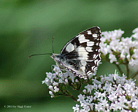 Schachbrett _1536_02467