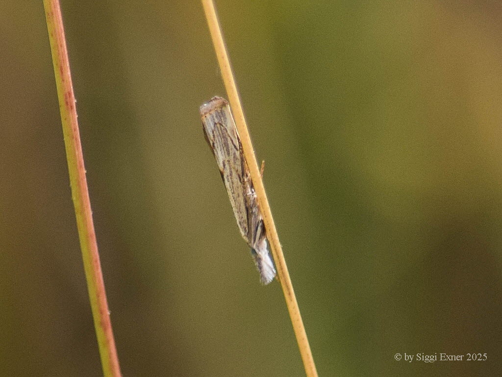 Agriphila geniculea Grasz�nsler