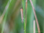 Agriphila straminella Grasz�nsler