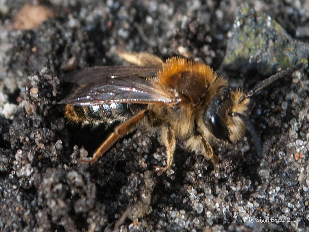 Andrena spec. Sandbiene