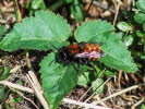 Andrena fulva Rotpelzige Sandbiene 