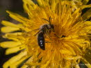 Andrena spec. Sandbiene