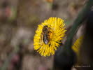 Andrena spec. Sandbiene
