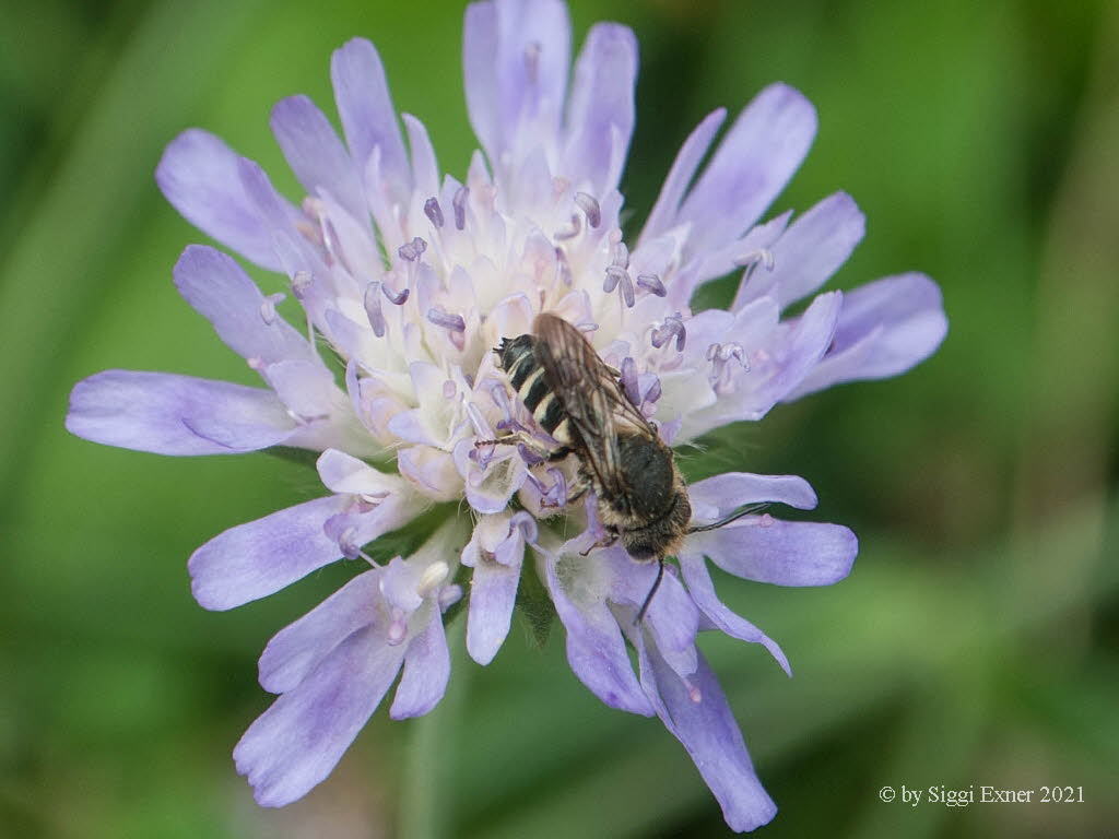 Coelioxys elongata Langschwanz-Kegelbiene