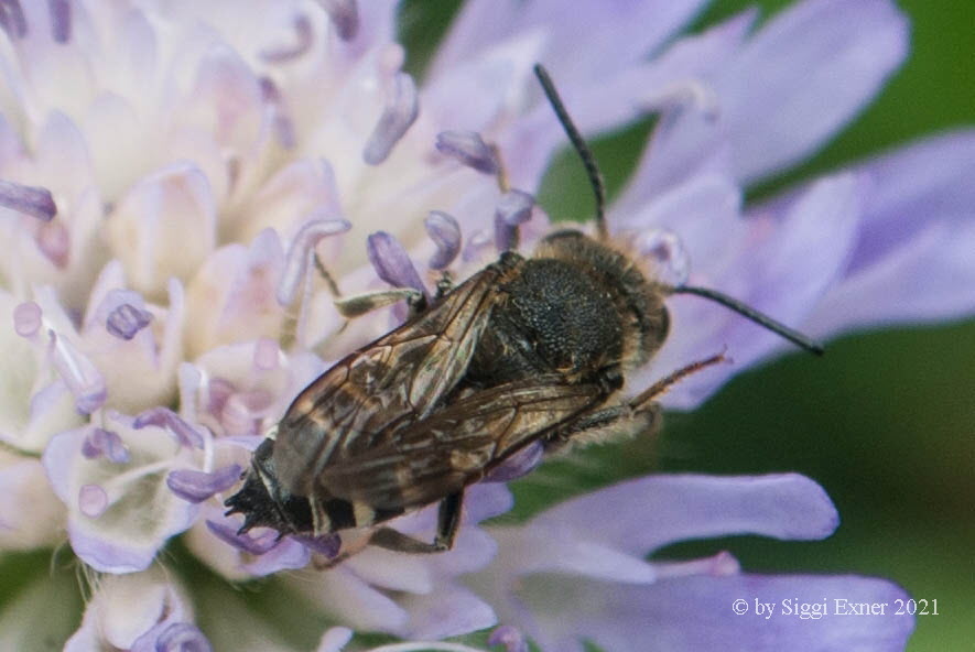 Coelioxys elongata Langschwanz-Kegelbiene