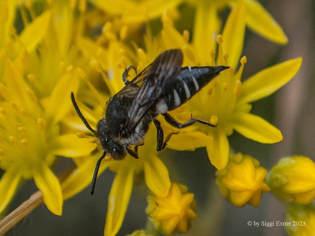Coelioxys elongata Langschwanz-Kegel