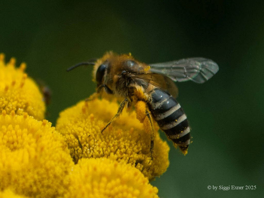 Colletes similis Rainfarn-Seidenbiene