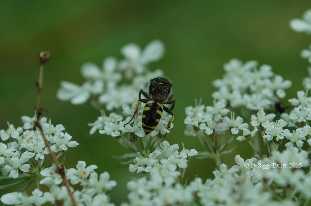 Ectemnius lapidarius