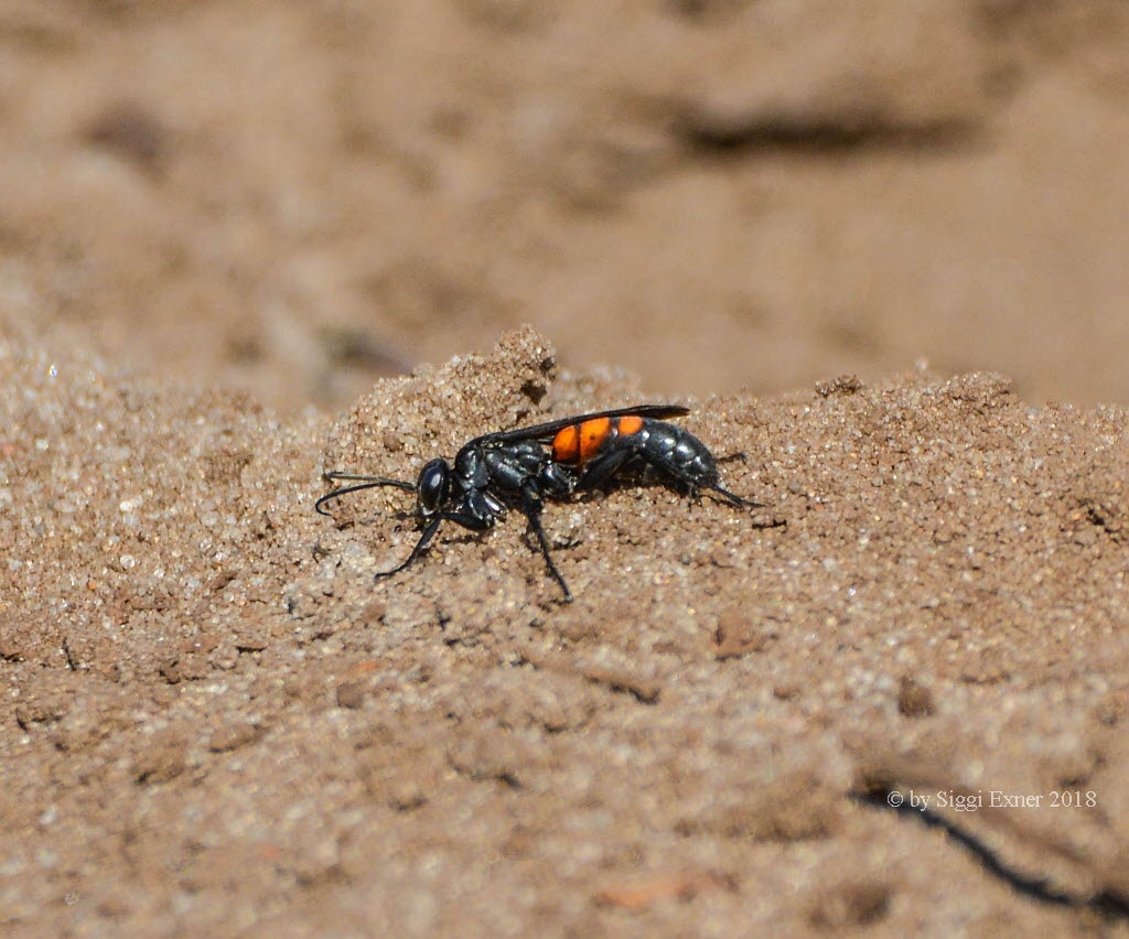 Anoplius viaticus Fr�hlings-Wegwespe 