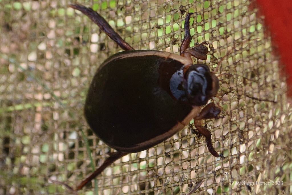 Cybister lateralimarginalis Gaukler