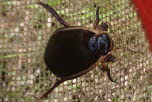 Cybister lateralimarginalis Gaukler