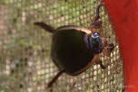 Cybister lateralimarginalis Gaukler