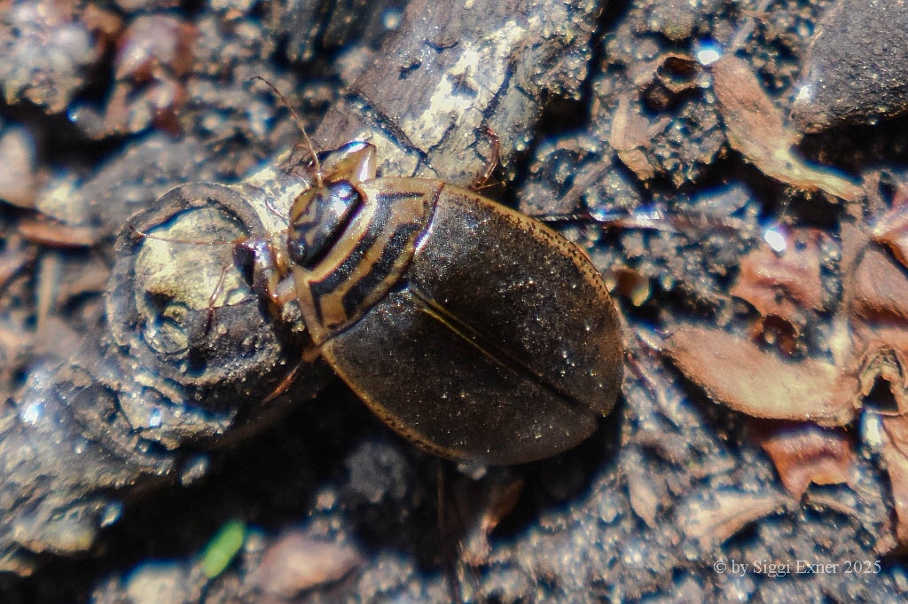 Acilius sulcatus Gemeiner Furchenschwimmer 