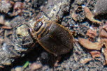 Acilius sulcatus Gemeiner Furchenschwimmer 