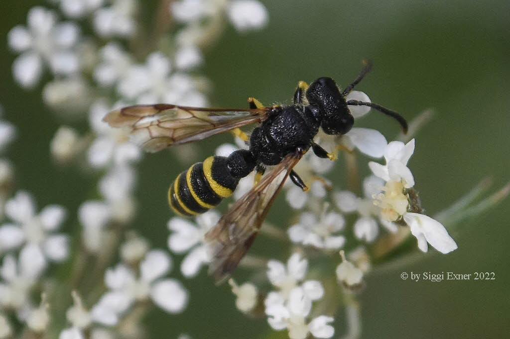 Cerceris cf quinquefasciata Sandknotenwespe