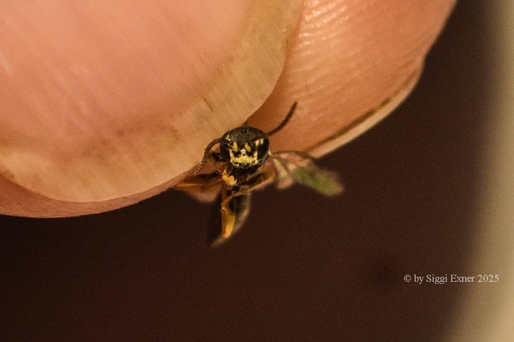 Mellinus arvensis Kotwespe