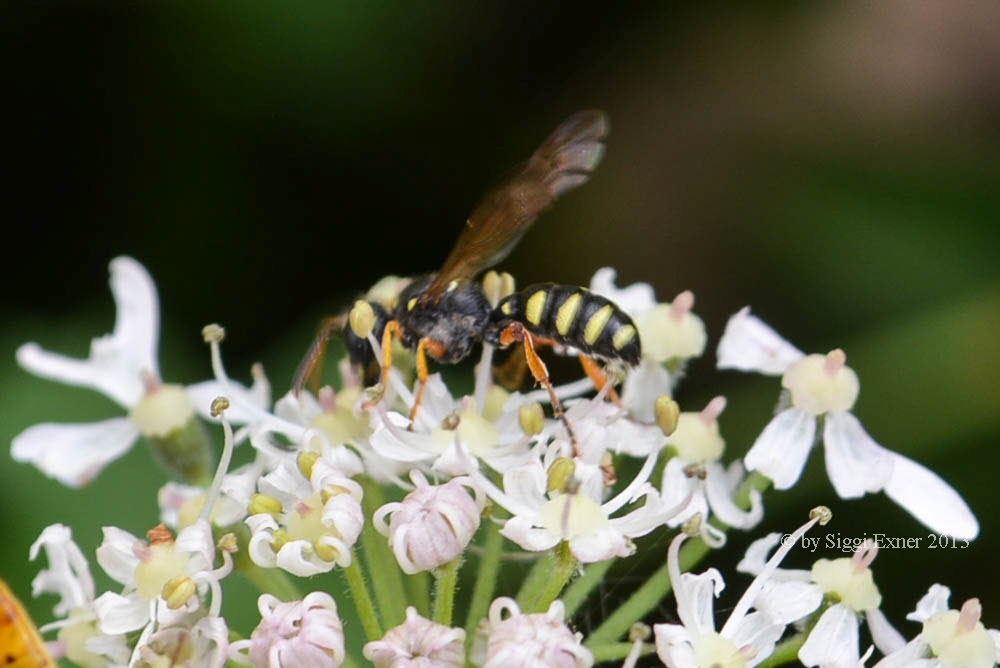 Oxybelus argentatus Gro�e Fliegenspie�wespe