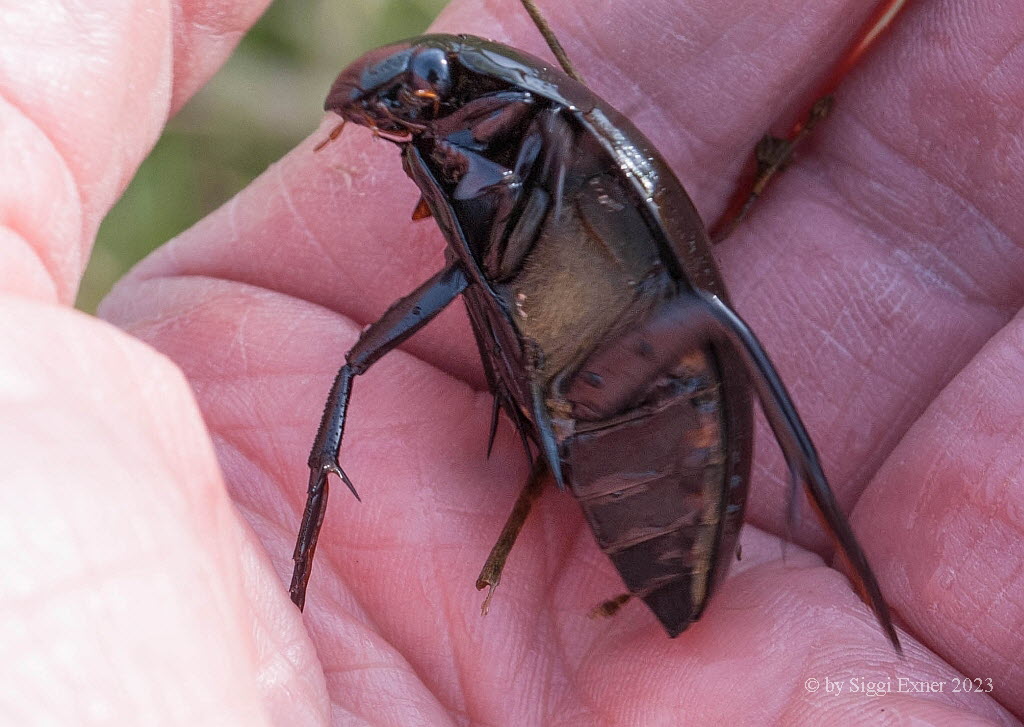 Hydrophilus piceus Groer Kolbenwasserkfer