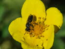 Hylaeus hyalinatus Garten-Maskenbiene