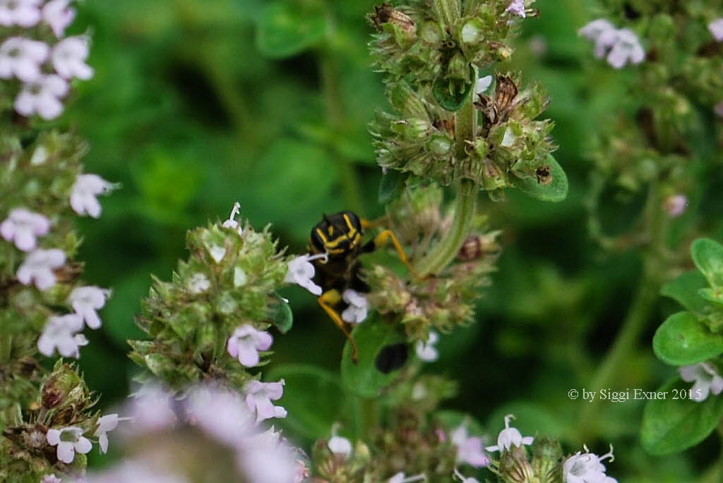 Mellinus arvensis Kotwespe 