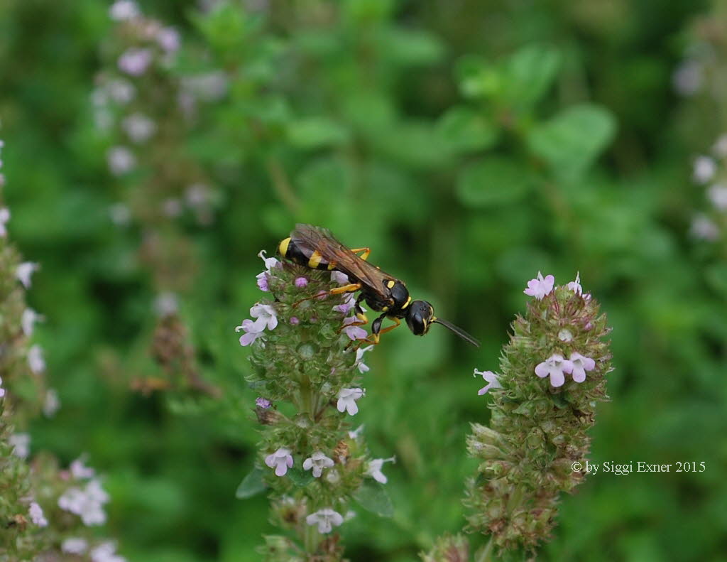 Mellinus arvensis Kotwespe 