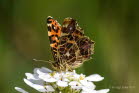 Landkrtchen Araschnia levana