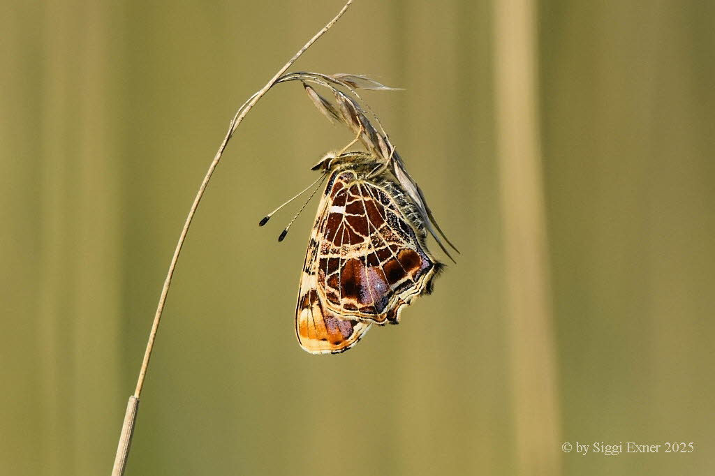 Landkrtchen Araschnia levana