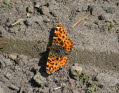 Landkrtchen Araschnia levana
