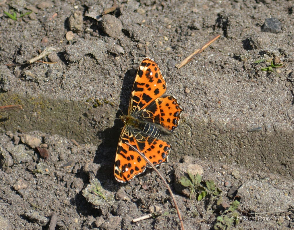 Landkrtchen Araschnia levana