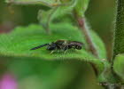 Lasioglossum spec. Schmalbiene