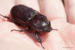 Oryctes nasicornis Nashornkfer