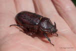 Oryctes nasicornis Nashornkfer