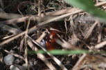Oryctes nasicornis Nashornkfer