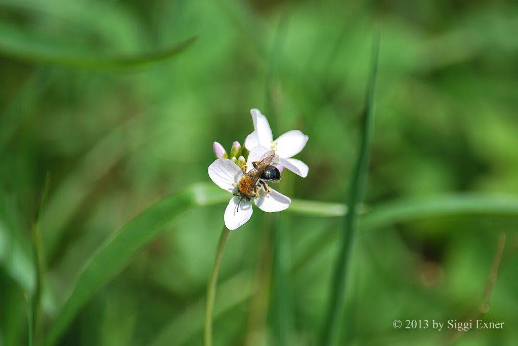 Andrena haemorrhoa Rotendige Sandbiene 