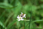 Andrena haemorrhoa Rotendige Sandbiene 