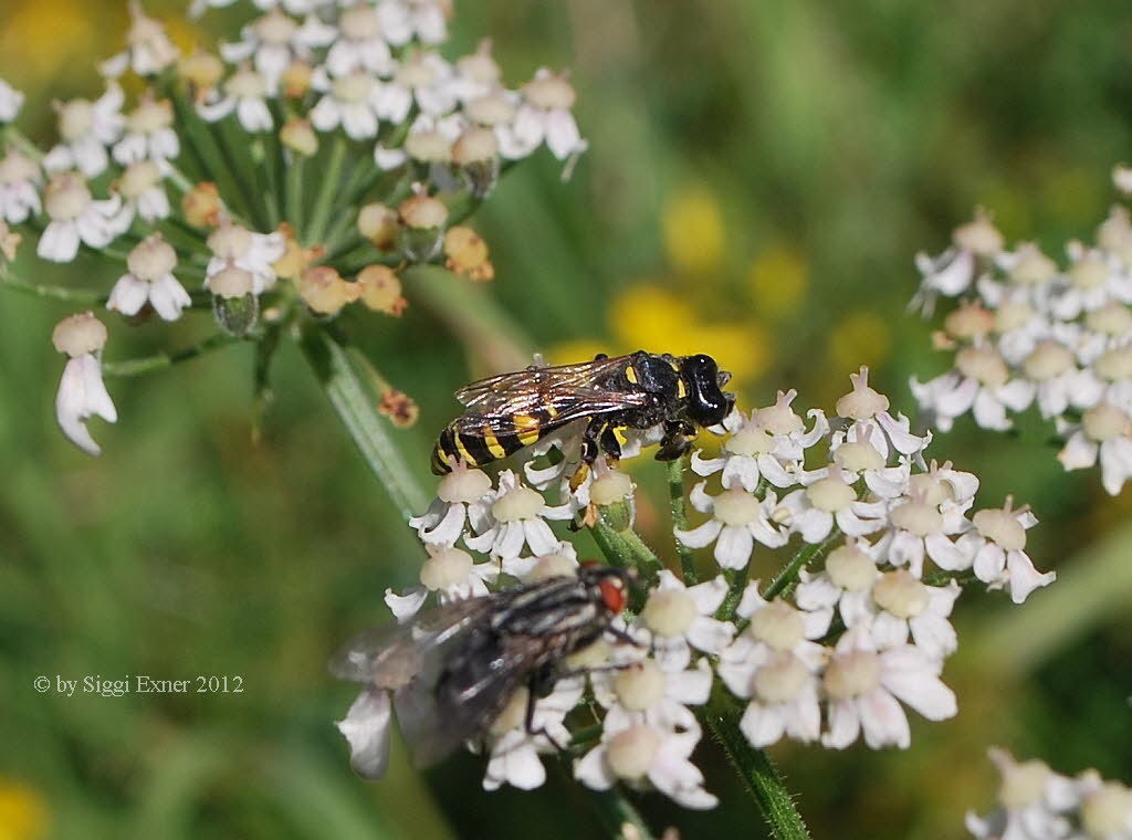 Crabro cribrarius Schildbeinige Silbermundwespe
