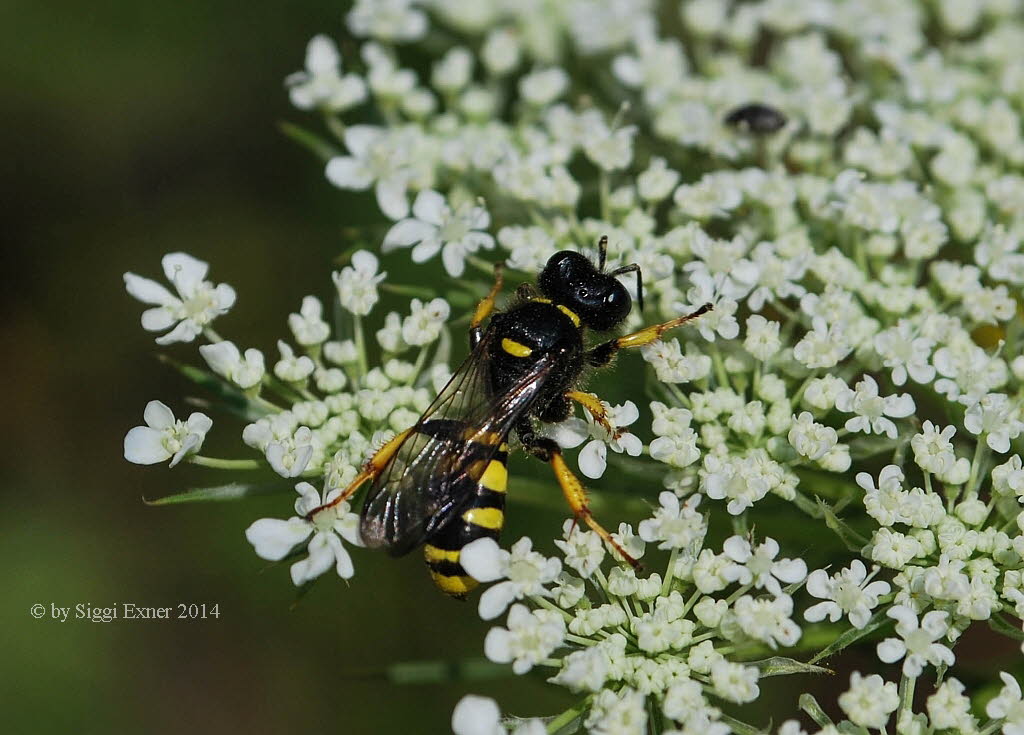 Crabro cribrarius Schildbeinige Silbermundwespe
