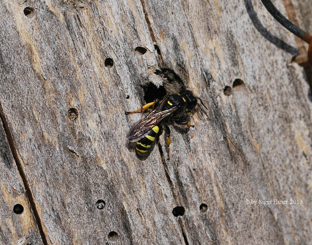 Crabro cribrarius Schildbeinige Silbermundwespe