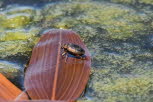 Hygrobia hermanni Schlammschwimmer