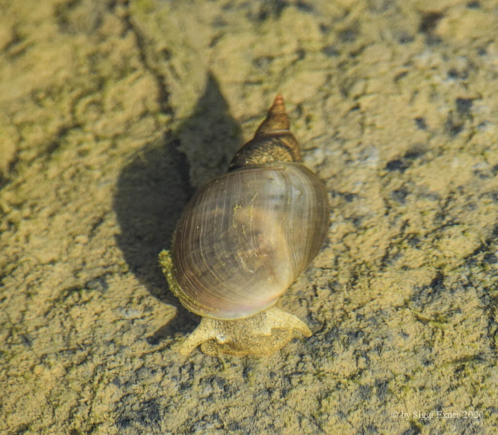 Spitzschlammschnecken Lymnaea stagnalis
