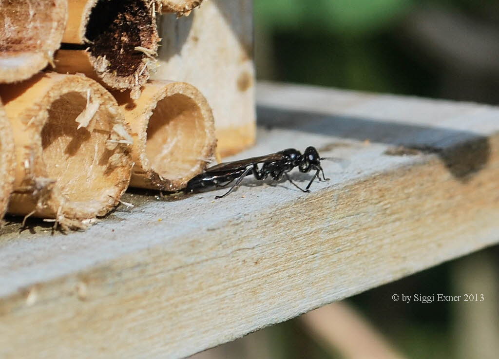 Trypoxylon figulus T�pfergrabwespe