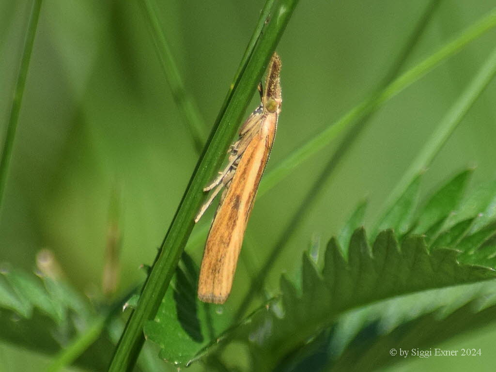 Agriphila inquinatella Grasz�nsler