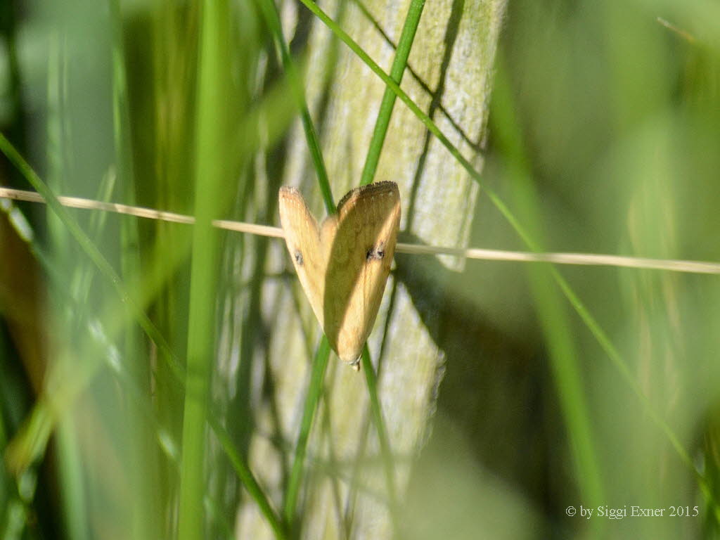 Evergestis forficalis  Kohlz�nsler 