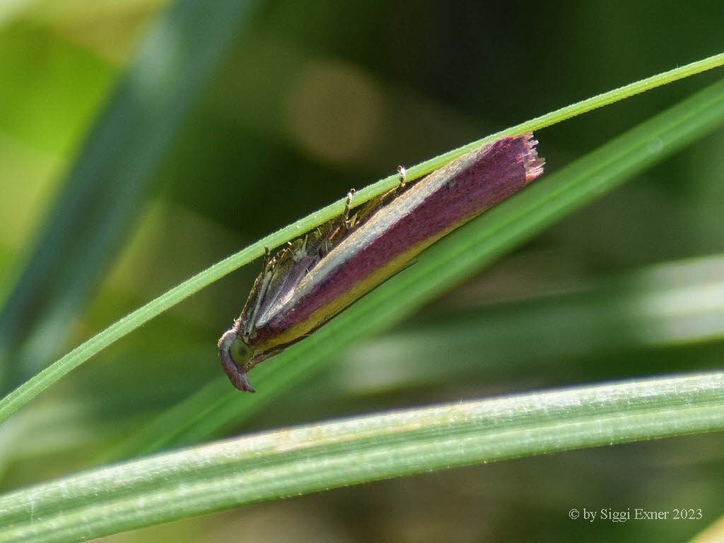 Oncocera semirubella Rhabarberz�nsler