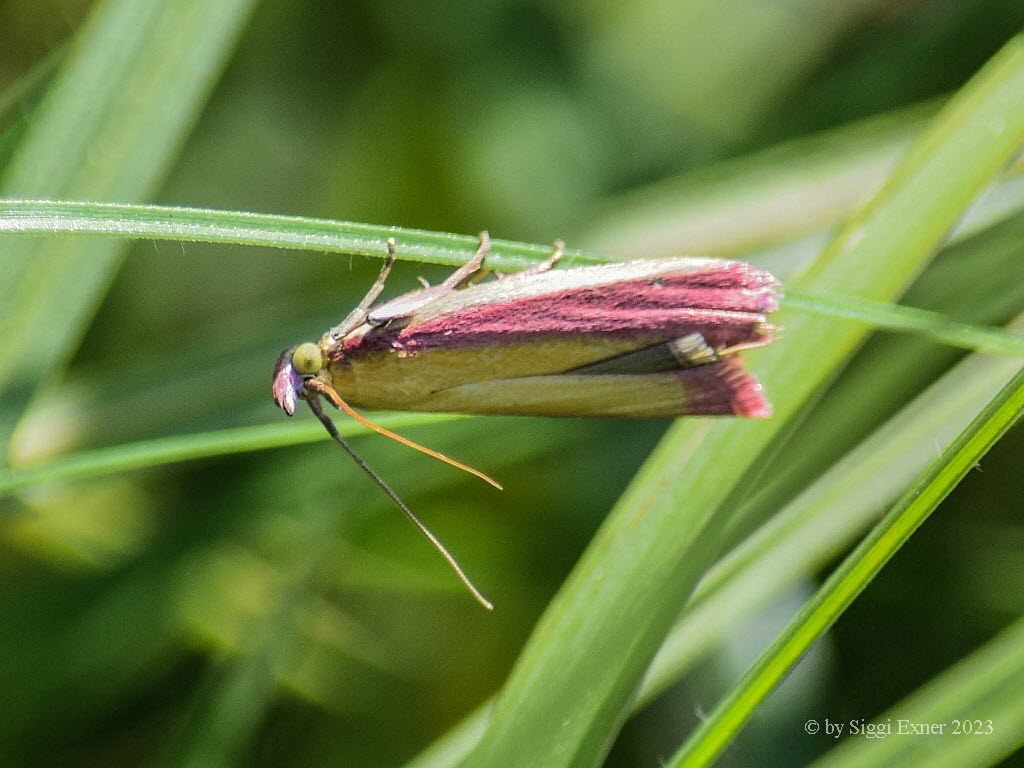 Oncocera semirubella Rhabarberz�nsler