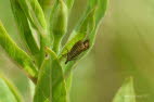 Chrysoteuchia culmella Rispengrasznsler 