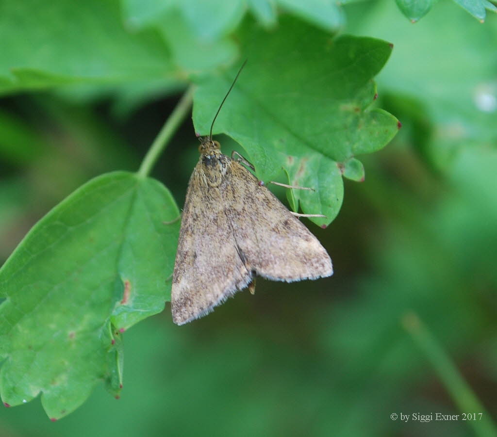 Loxostege sticticalis R�benz�nsler