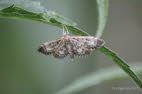 Anania lancealis